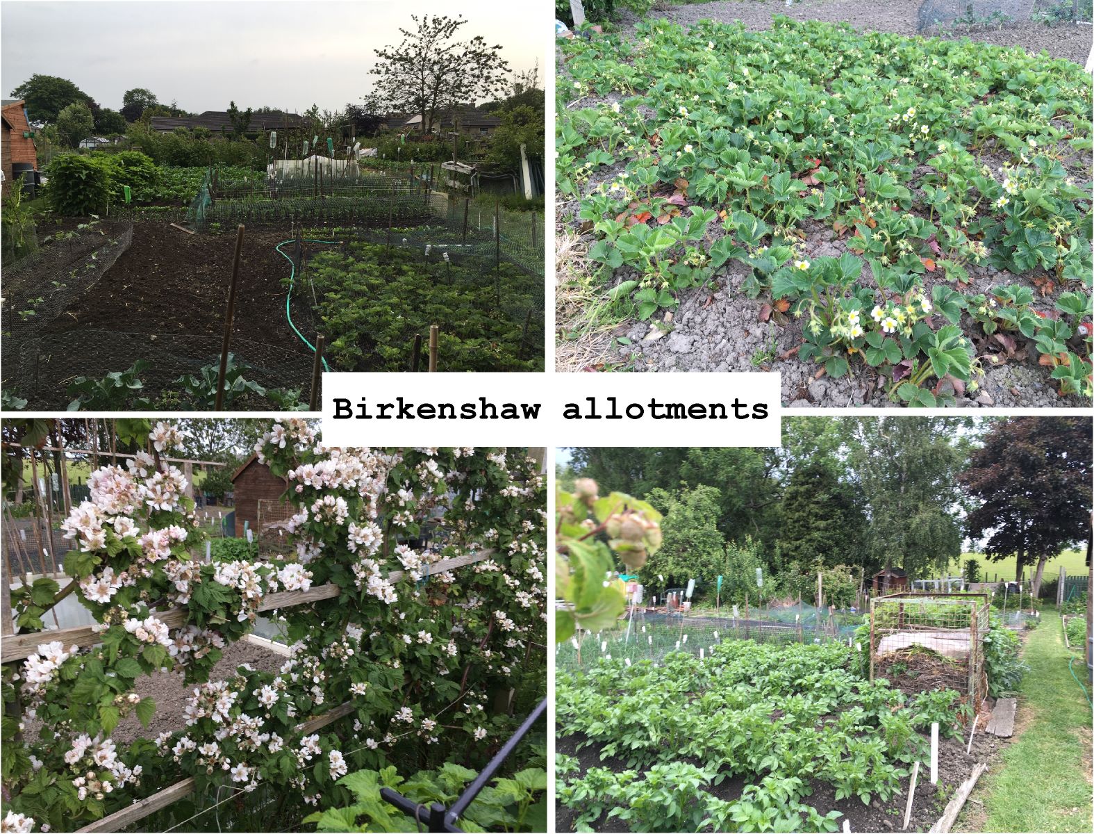BirkenshawAllotments